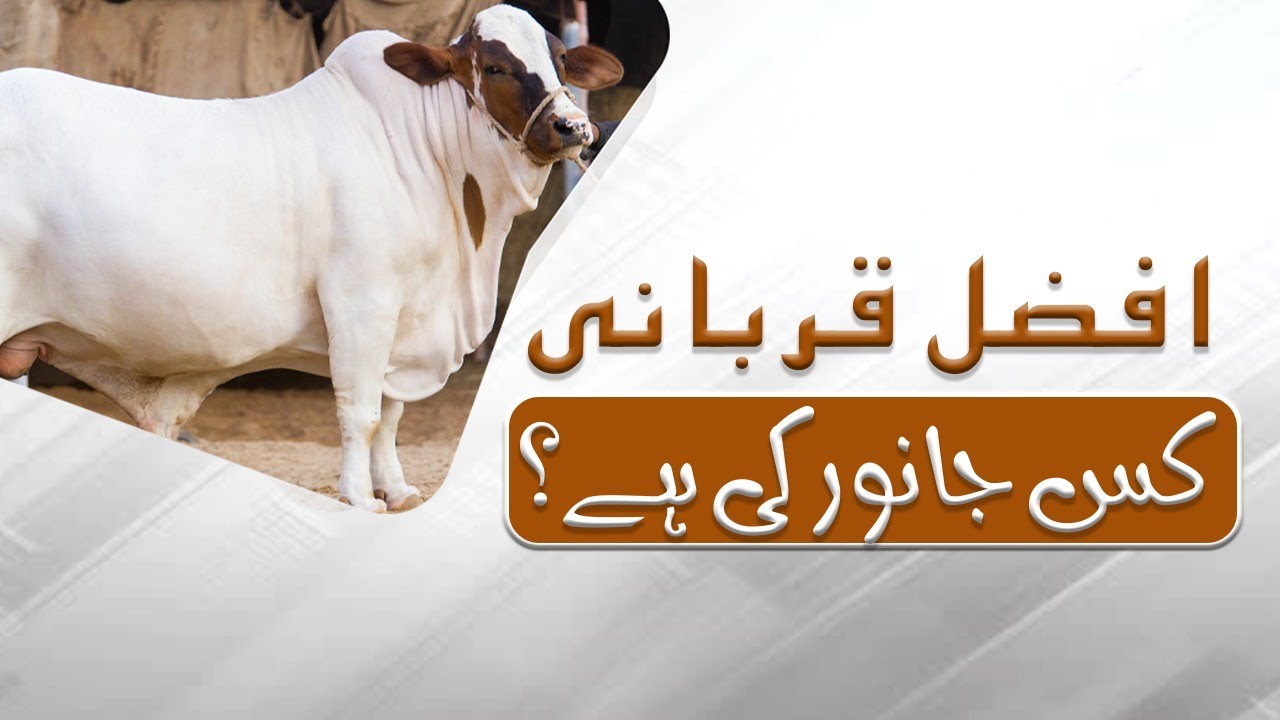 Afzal Qurbani Kis Janwar Ki Hai?